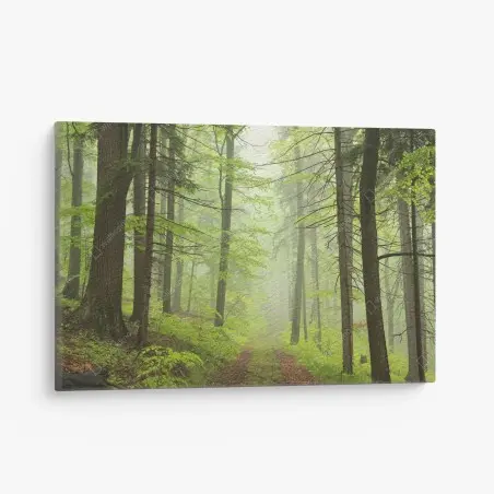 Tableau sur toile sentier brumeux dans la forêt printanière – Wallnifity®