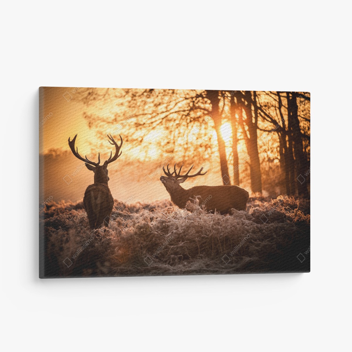 Tableau sur toile brame des cerfs au lever du soleil – Wallnifity®