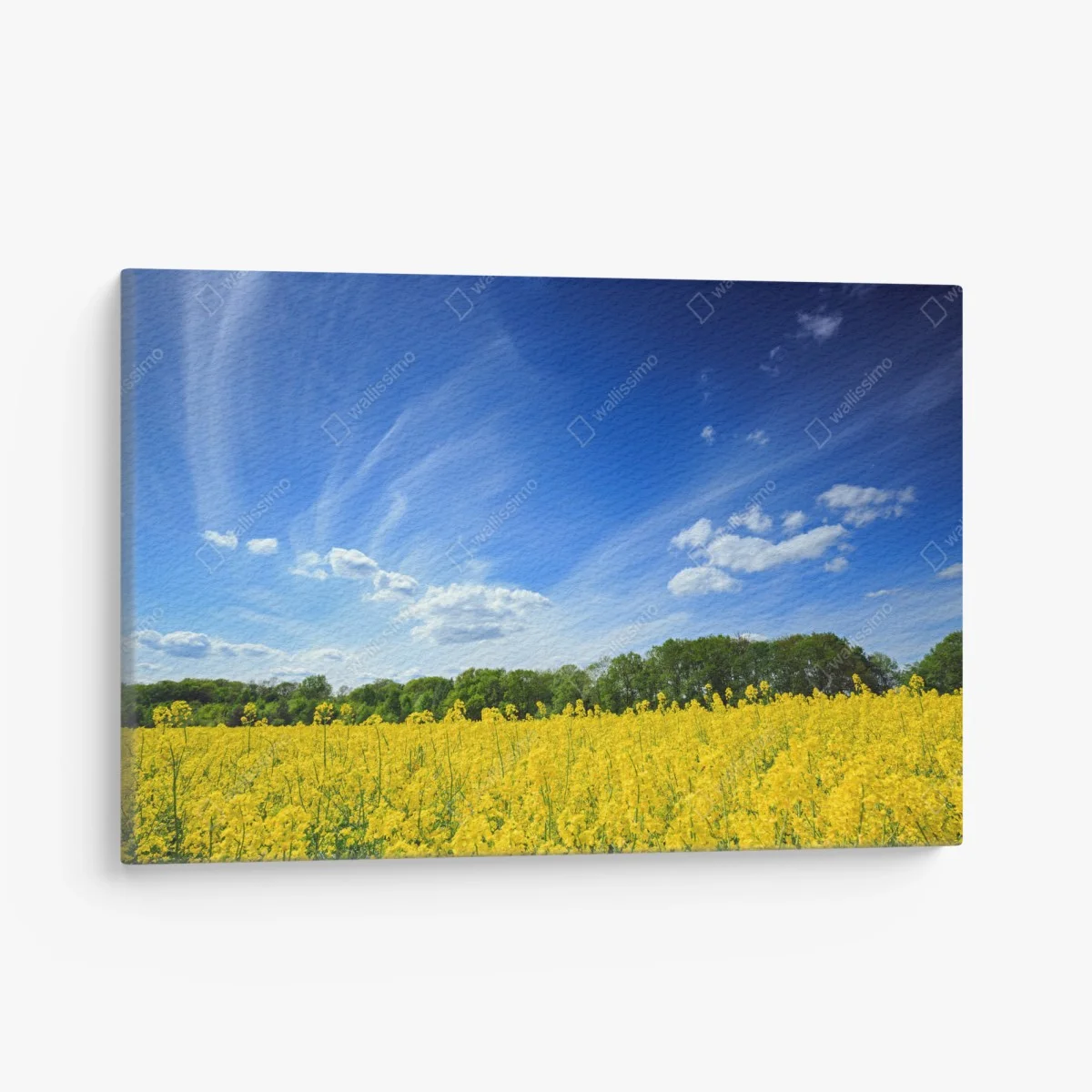 Tableau sur toile horizon ensoleillé sur champ de colza en Pologne – Wallnifity® Tableau sur toile horizon ensoleillé sur champ de colza en Pologne – Wallnifity®