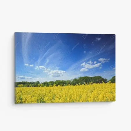 Tableau sur toile horizon ensoleillé sur champ de colza en Pologne – Wallnifity®