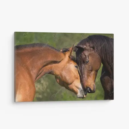 Tableau sur toile complicité équine au pré – Wallnifity®