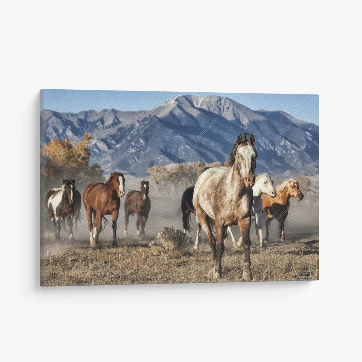 Tableau sur toile troupeau de chevaux à Zapata Ranch, Colorado – Wallnifity® Tableau sur toile troupeau de chevaux à Zapata Ranch, Colorado – Wallnifity®