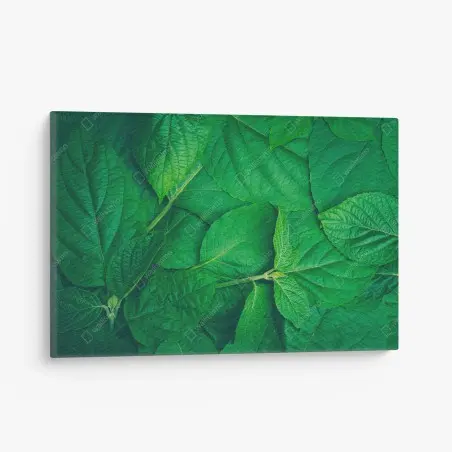 Tableau sur toile feuillage vert luxuriant – Wallnifity®