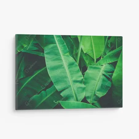 Tableau sur toile feuillage de bananier tropical luxuriant – Wallnifity®