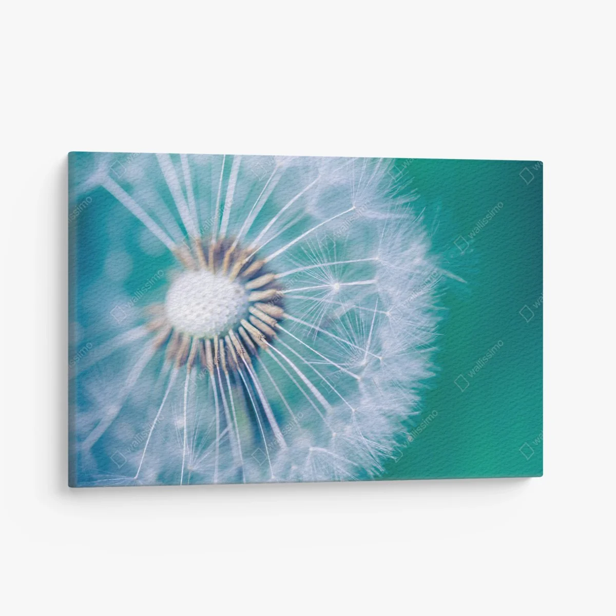 Tableau sur toile souffle de pissenlit en macro – Wallnifity® Tableau sur toile souffle de pissenlit en macro – Wallnifity®