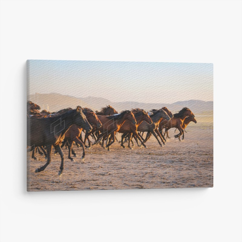 Chevaux – Wallnifity®