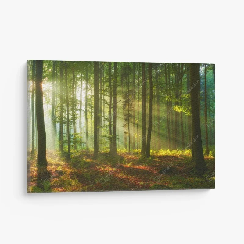 Forêts – Wallnifity®