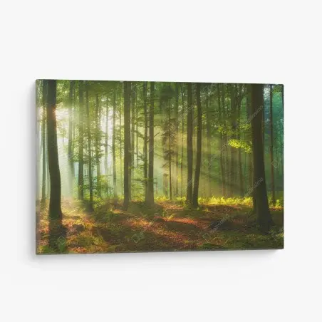 Tableau sur toile aube dorée dans la forêt – Wallnifity®