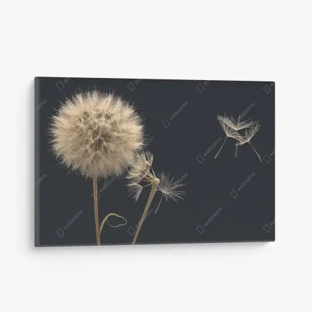 Tableau sur toile souffle de pissenlit sur fond sombre – Wallnifity®