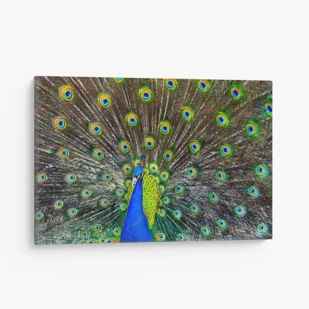 Tableau sur toile paon bleu en éventail irisé – Wallnifity®