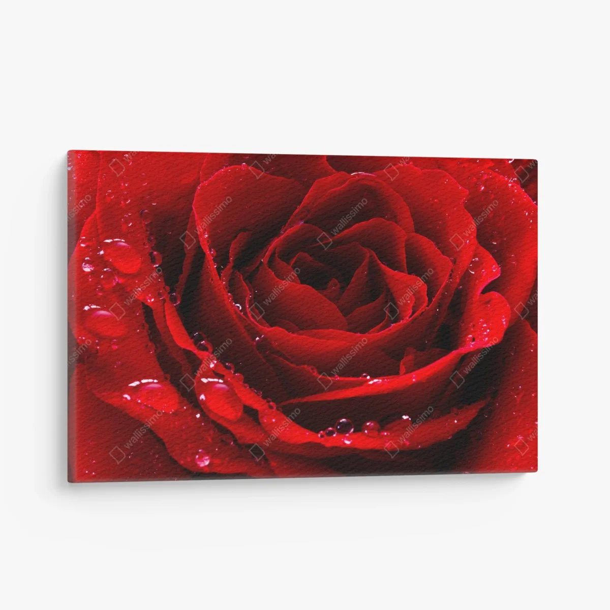 Tableau sur toile rose rouge en gouttes de rosée – Wallnifity® Tableau sur toile rose rouge en gouttes de rosée – Wallnifity®