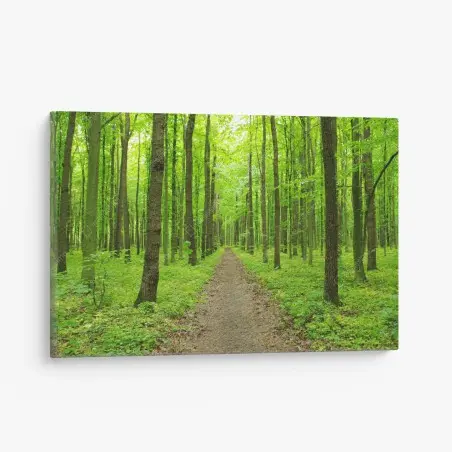Tableau sur toile sentier verdoyant en forêt au printemps – Wallnifity®