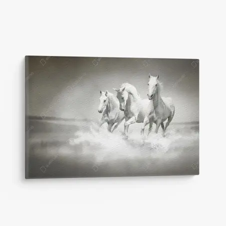 Tableau sur toile trois chevaux blancs en liberté – Wallnifity®