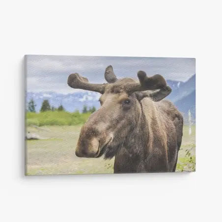 Tableau sur toile portrait d'orignal majestueux en pleine nature – Wallnifity®