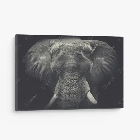 Tableau sur toile portrait monochrome d'éléphant majestueux – Wallnifity®