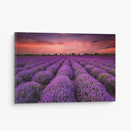 Tableau sur toile panorama de lavande au coucher du soleil – Wallnifity®