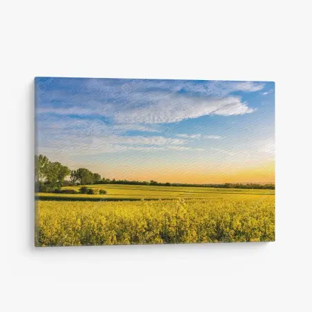 Tableau sur toile champ de colza au coucher de soleil – Wallnifity®