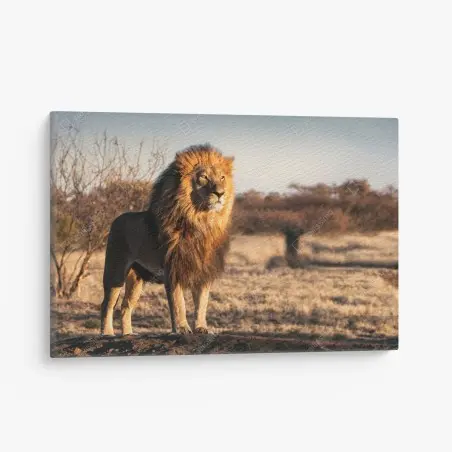 Tableau sur toile le roi de la savane en majesté – Wallnifity®
