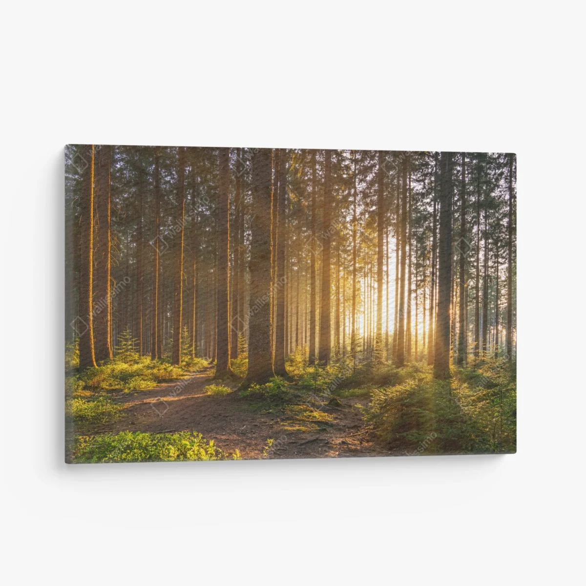 Tableau sur toile forêt silencieuse aux rayons dorés – Wallnifity® Tableau sur toile forêt silencieuse aux rayons dorés – Wallnifity®