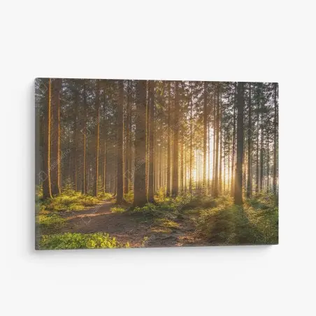 Tableau sur toile forêt silencieuse aux rayons dorés – Wallnifity®