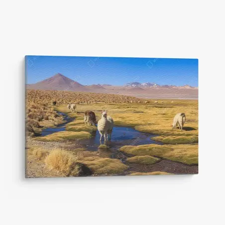 Tableau sur toile calme andin : lamas sur l'altiplano des Andes – Wallnifity®