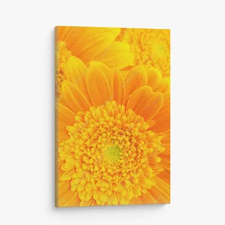 Tableau sur toile éclat solaire gerbera en gros plan – Wallnifity®