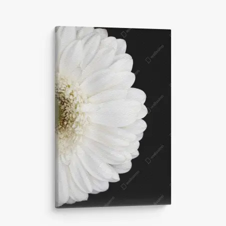 Tableau sur toile gerbera blanche en gros plan sur fond noir – Wallnifity®