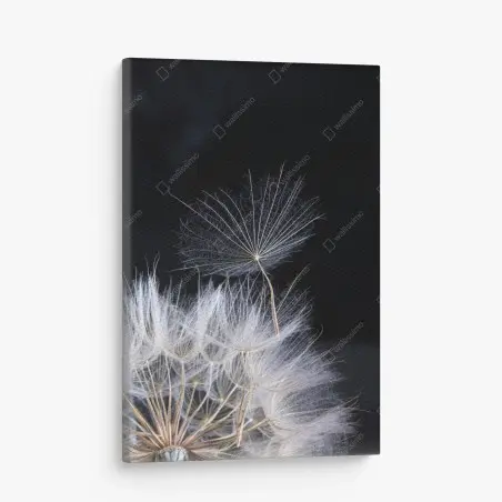 Tableau sur toile élégance d'un pissenlit sur fond noir – Wallnifity®