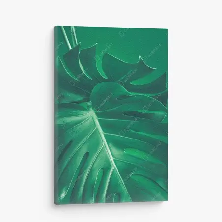 Tableau sur toile feuille de monstera verte en gros plan – Wallnifity®