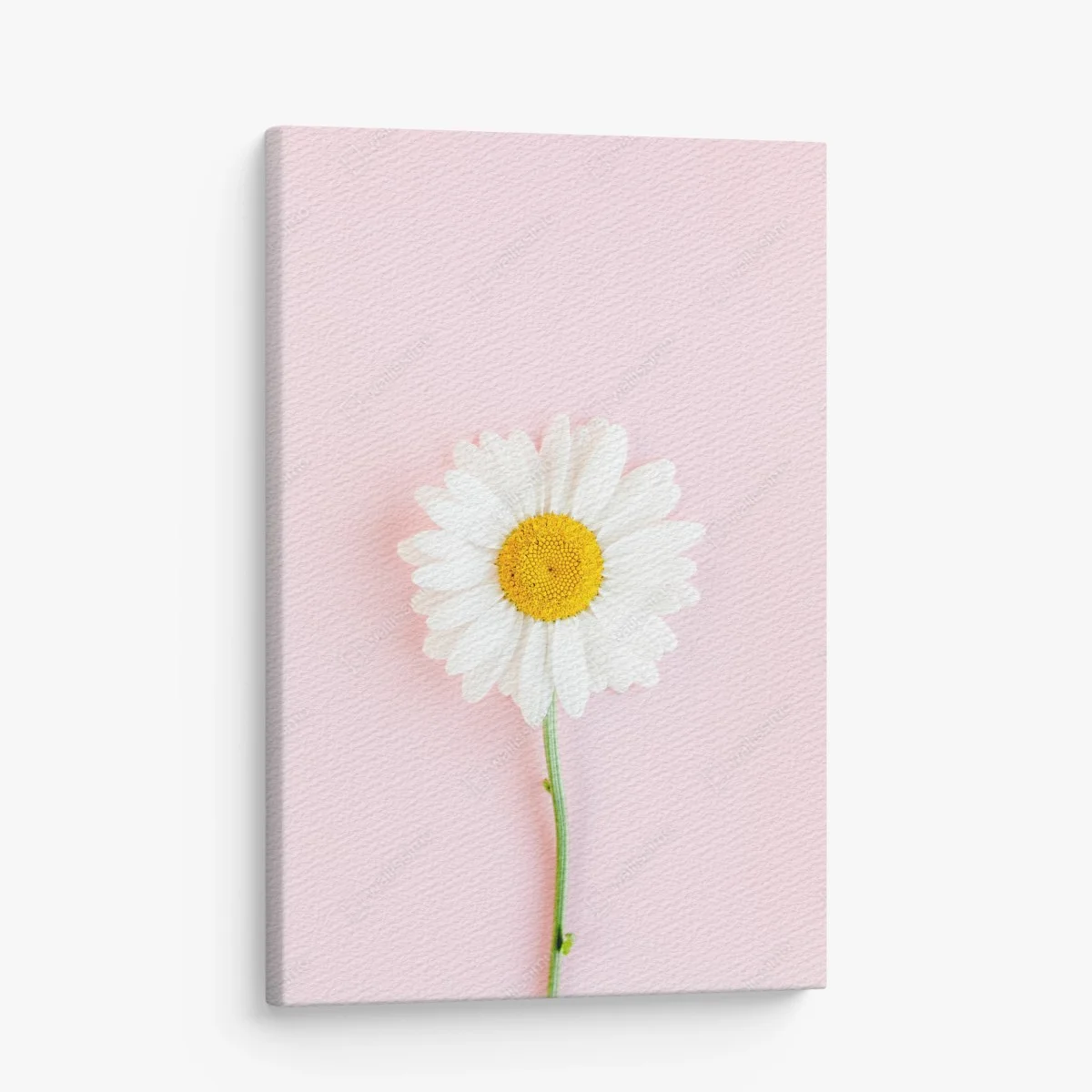 Tableau sur toile marguerite blanche sur fond rose minimaliste – Wallnifity® Tableau sur toile marguerite blanche sur fond rose minimaliste – Wallnifity®
