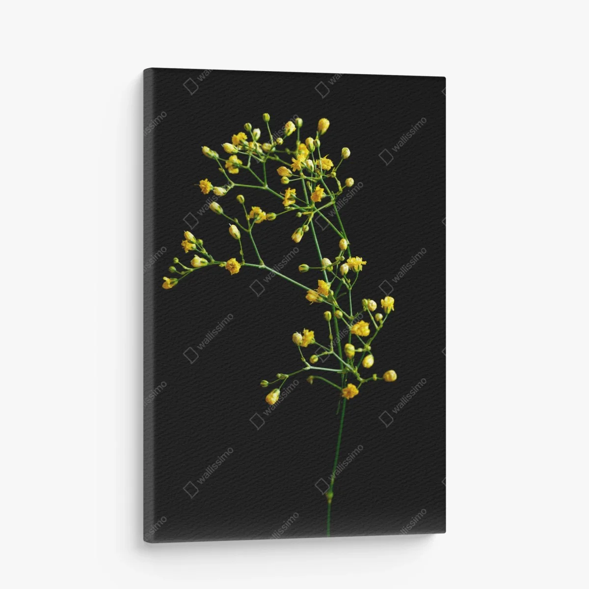 Tableau sur toile branche de gypsophile jaune sur fond noir – Wallnifity® Tableau sur toile branche de gypsophile jaune sur fond noir – Wallnifity®