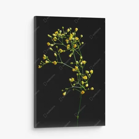 Tableau sur toile branche de gypsophile jaune sur fond noir – Wallnifity®