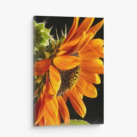 Tableau sur toile gros plan de tournesol orange – Wallnifity®