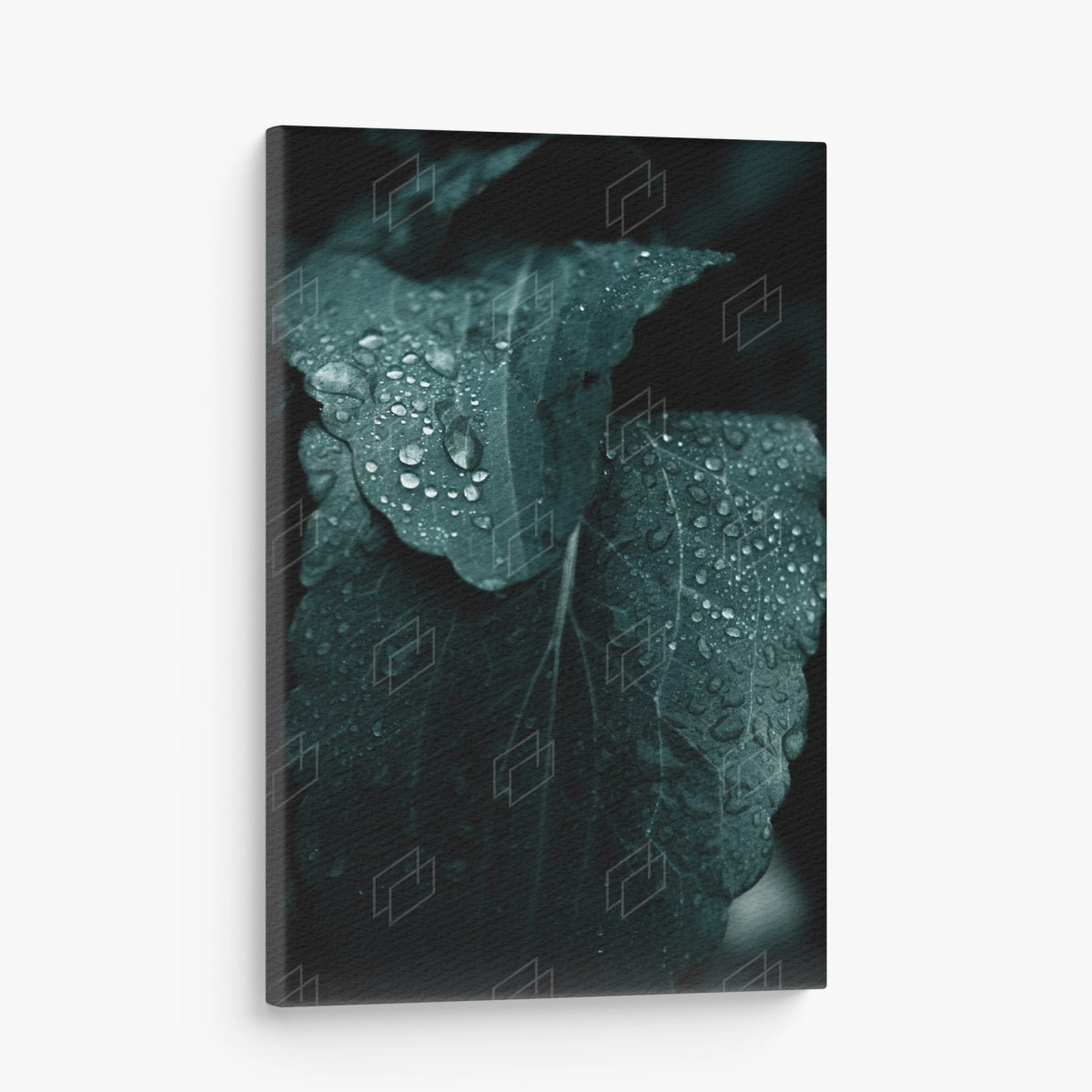 Tableau sur toile feuilles perlées de rosée – Wallnifity®