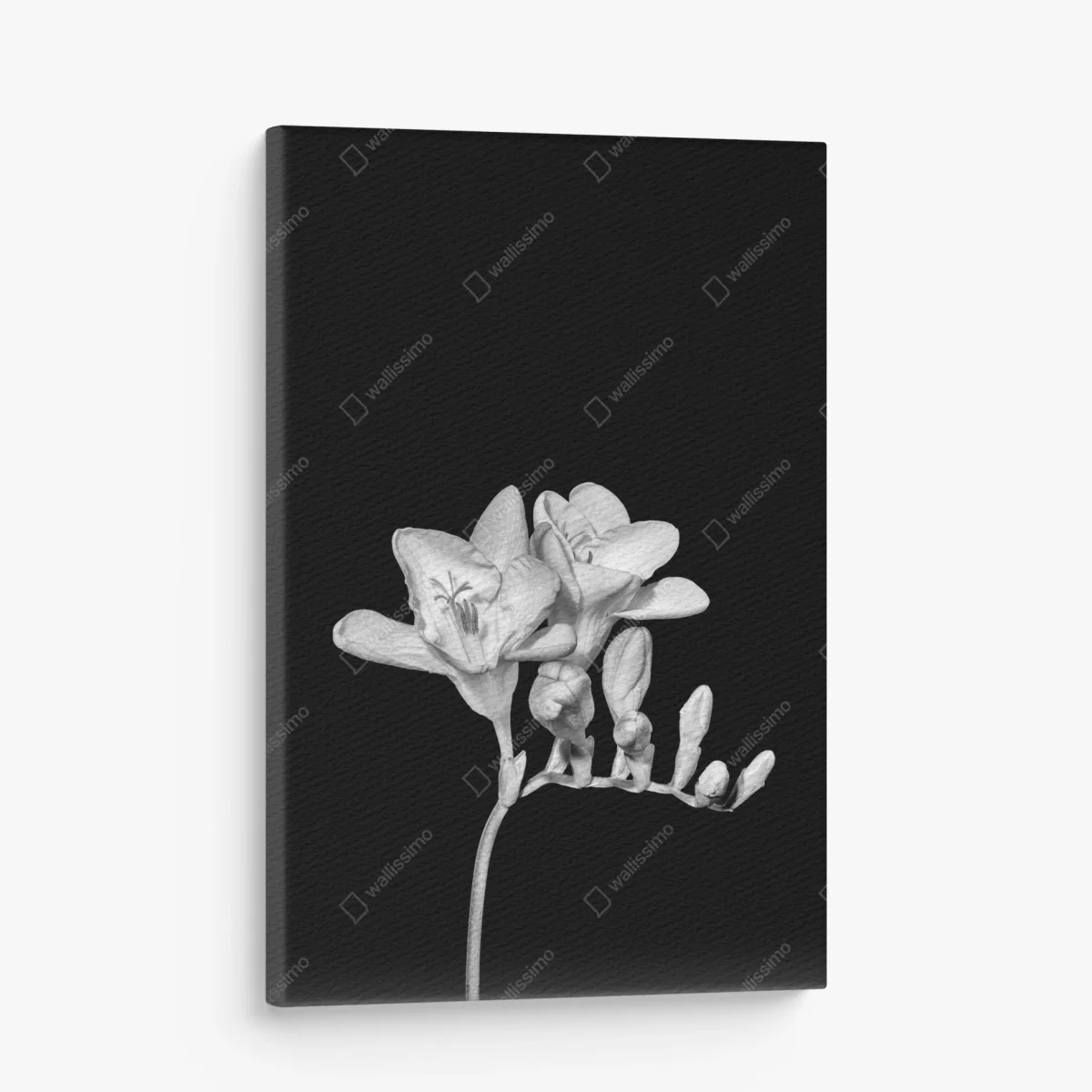Tableau sur toile freesia minimaliste en noir et blanc – Wallnifity® Tableau sur toile freesia minimaliste en noir et blanc – Wallnifity®