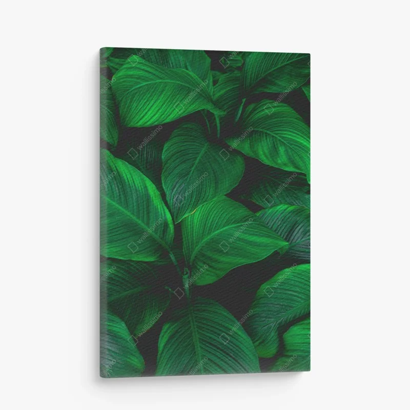 Jungle – Wallnifity®