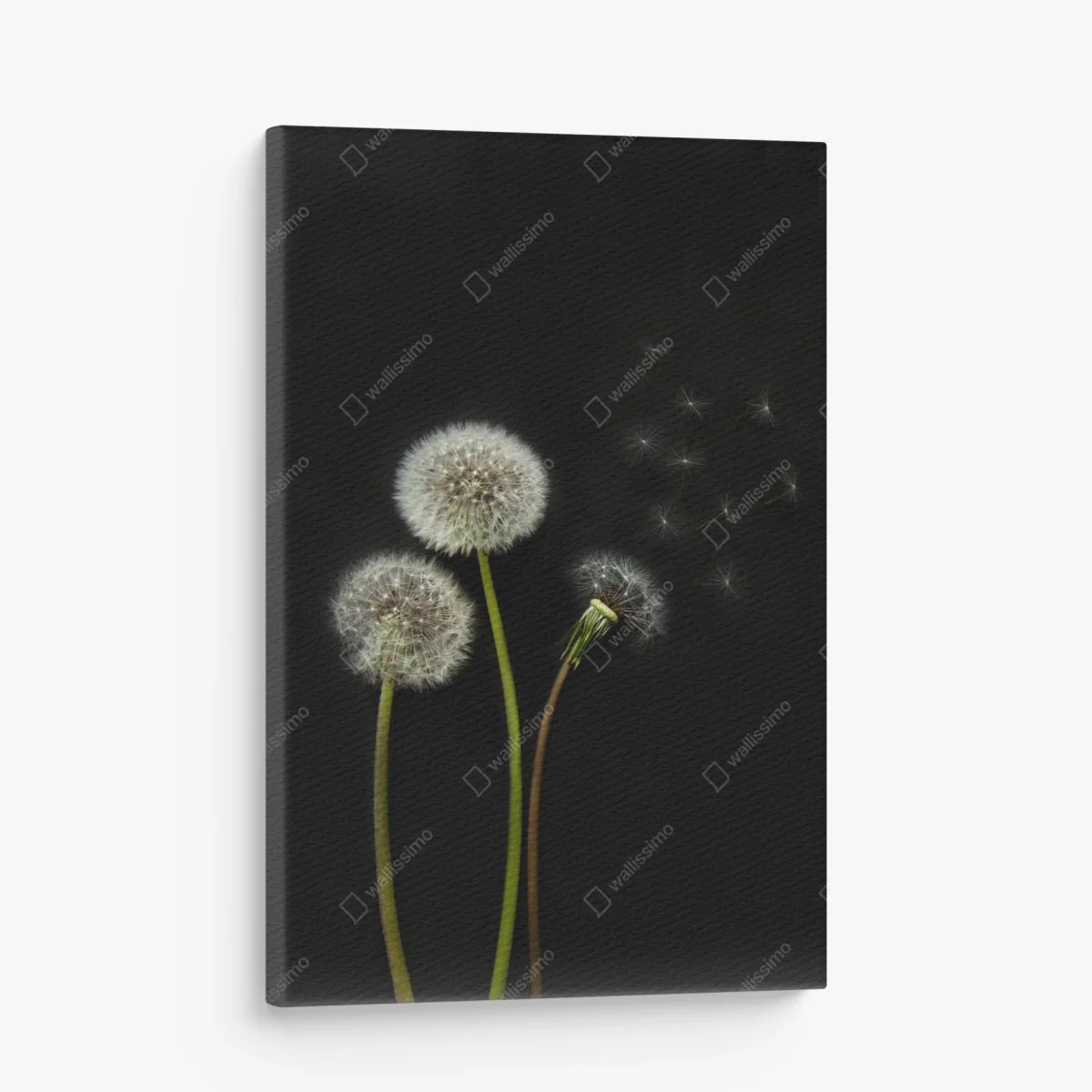 Tableau sur toile sérénité de pissenlits sur fond noir – Wallnifity® Tableau sur toile sérénité de pissenlits sur fond noir – Wallnifity®