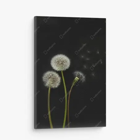 Tableau sur toile sérénité de pissenlits sur fond noir – Wallnifity®