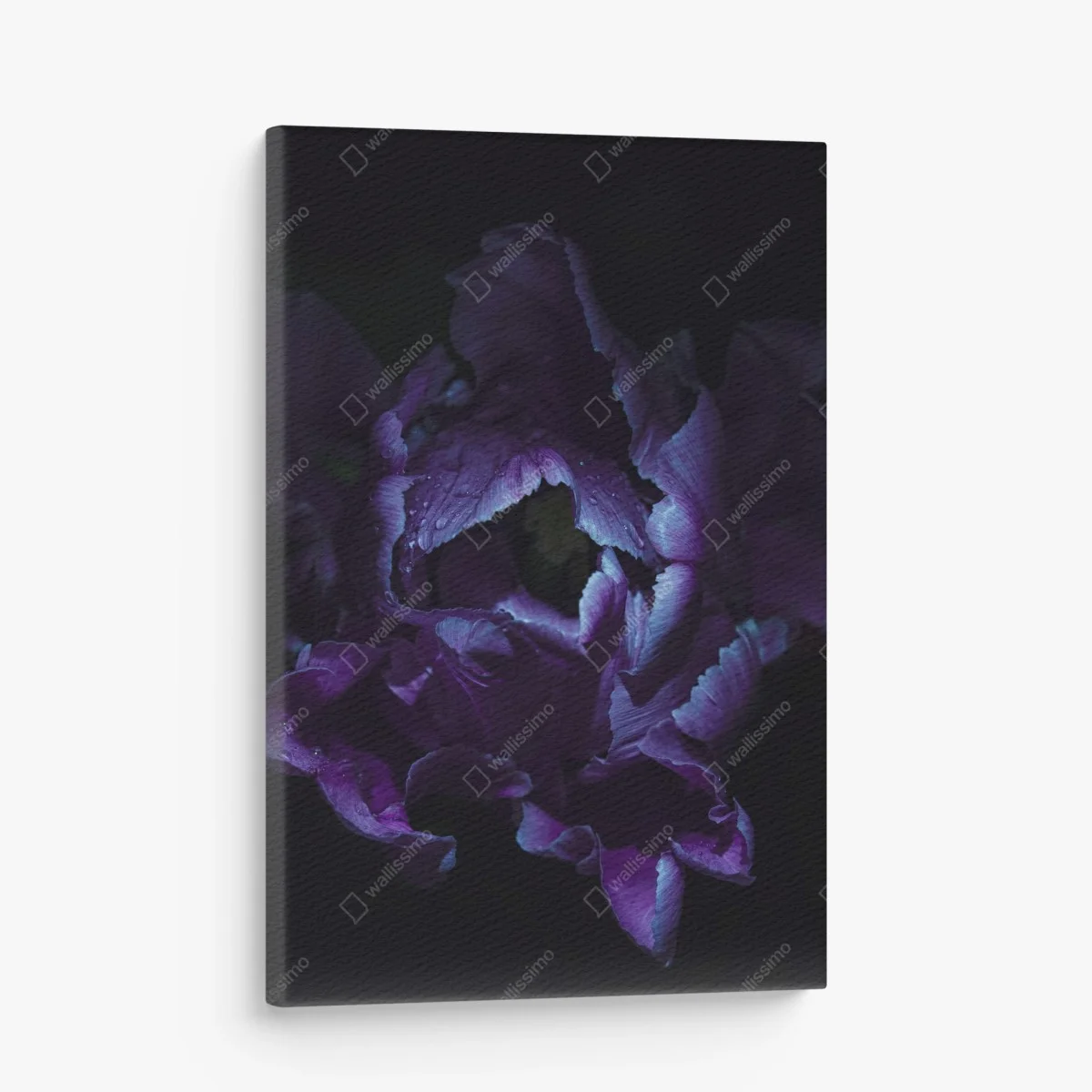 Tableau sur toile élégance violette : tulipe sous lumière ultraviolette – Wallnifity® Tableau sur toile élégance violette : tulipe sous lumière ultraviolette – Wallnifity®
