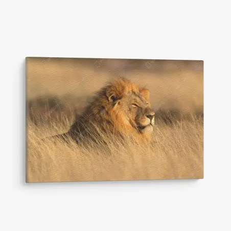 Tableau sur toile regard du roi de la savane – Wallnifity®