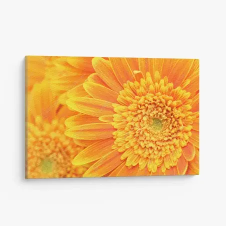Tableau sur toile gros plan gérbera orange éclatant – Wallnifity®