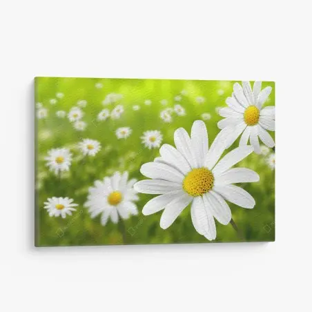 Tableau sur toile champ de marguerites ensoleillé – Wallnifity®