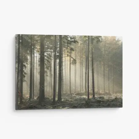 Tableau sur toile forêt brumeuse et lumière matinale – Wallnifity®