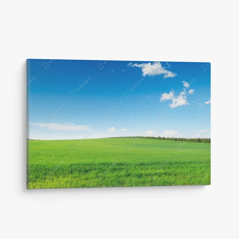 Salon – Wallnifity®