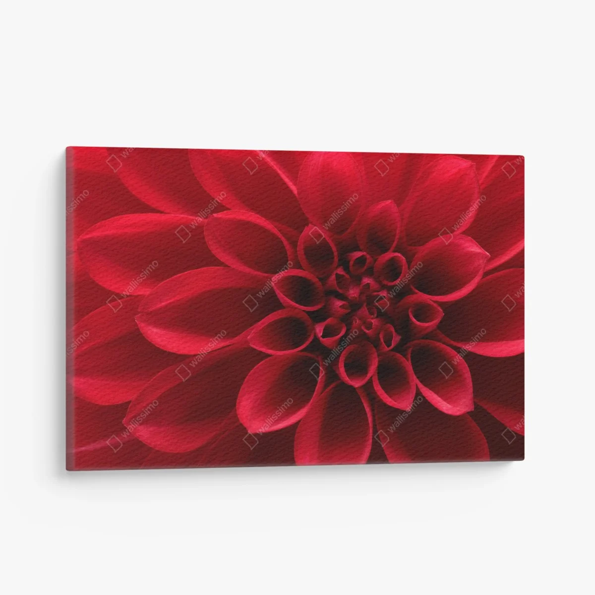 Tableau sur toile élégance du dahlia rouge – Wallnifity® Tableau sur toile élégance du dahlia rouge – Wallnifity®