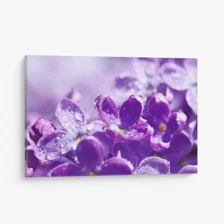 Tableau sur toile lilas en rosée matinale – Wallnifity®
