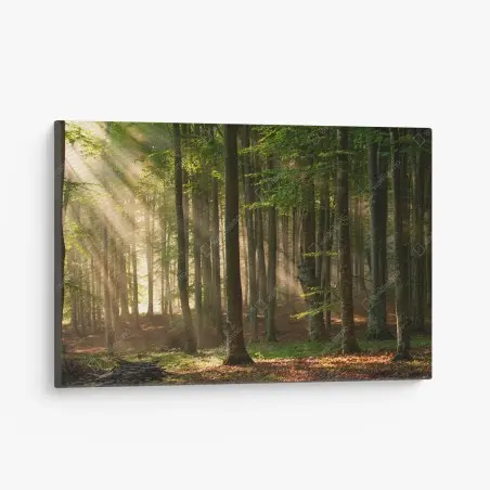 Tableau sur toile forêt enchantée au lever du soleil – Wallnifity®
