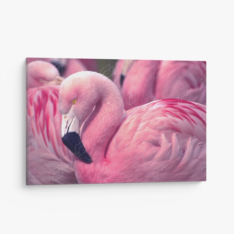 Oiseaux – Wallnifity®