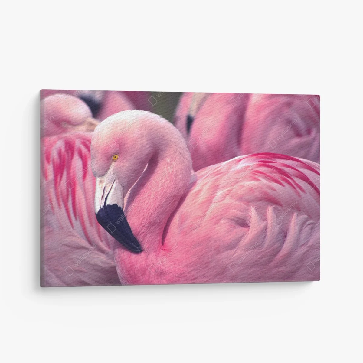 Tableau sur toile élégant flamant rose au plumage vibrant – Wallnifity® Tableau sur toile élégant flamant rose au plumage vibrant – Wallnifity®