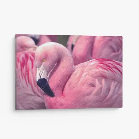 Tableau sur toile élégant flamant rose au plumage vibrant – Wallnifity®